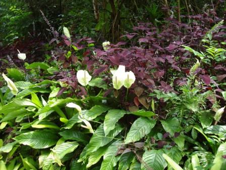 zoo gardens hilo